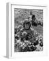 Children Playing in a Field of Wildflowers-J^ R^ Eyerman-Framed Photographic Print