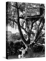 Children Playing in a Treehouse-Arthur Schatz-Stretched Canvas