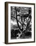 Children Playing in a Treehouse-Arthur Schatz-Framed Photographic Print