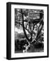 Children Playing in a Treehouse-Arthur Schatz-Framed Photographic Print