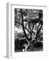 Children Playing in a Treehouse-Arthur Schatz-Framed Photographic Print