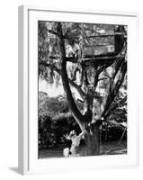 Children Playing in a Treehouse-Arthur Schatz-Framed Photographic Print