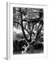 Children Playing in a Treehouse-Arthur Schatz-Framed Photographic Print