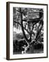 Children Playing in a Treehouse-Arthur Schatz-Framed Photographic Print