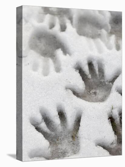 Children's Handprints in a Spring Snow-John Nordell-Stretched Canvas