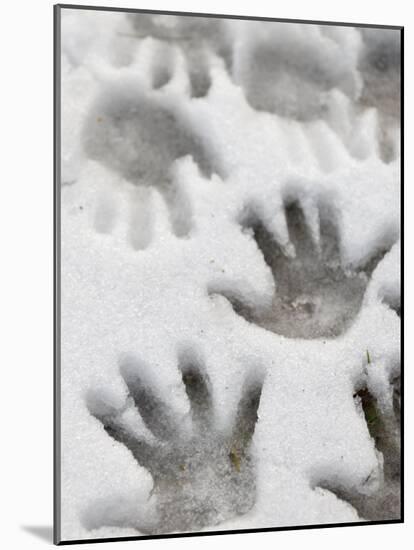 Children's Handprints in a Spring Snow-John Nordell-Mounted Photographic Print