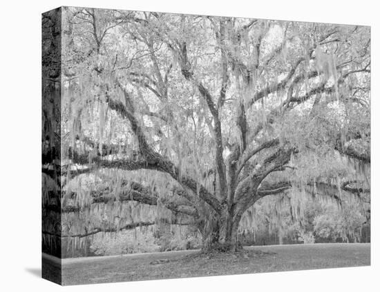 Children’s Oak, Louisiana-William Guion-Stretched Canvas