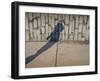 Childs Shadow on Wall-Clive Nolan-Framed Photographic Print