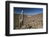 Chile, Altiplano, Cariquima, Giant Cactuses (Echinopsis Atacamensis)-Andres Morya Hinojosa-Framed Photographic Print