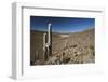 Chile, Altiplano, Cariquima, Giant Cactuses (Echinopsis Atacamensis)-Andres Morya Hinojosa-Framed Photographic Print