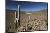 Chile, Altiplano, Cariquima, Giant Cactuses (Echinopsis Atacamensis)-Andres Morya Hinojosa-Mounted Photographic Print
