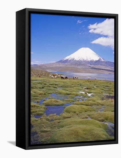 Chile, Andes, Lauca National Park, Lake Chungara and Volcan Parinacota, 6300M-Geoff Renner-Framed Stretched Canvas