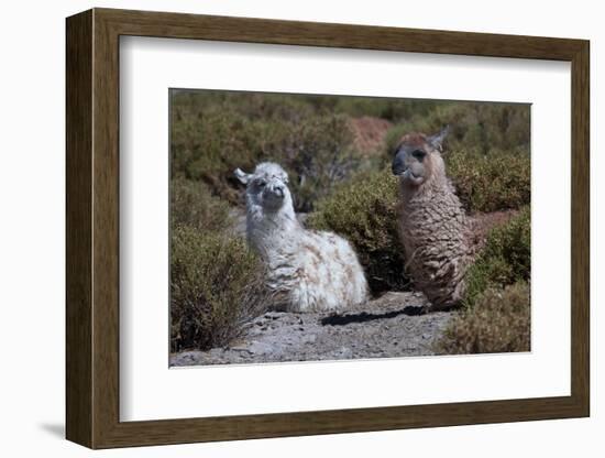 Chile, Andes Mountains, Tara Salt Lake. Close Up of Llamas Resting-Mallorie Ostrowitz-Framed Photographic Print