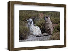 Chile, Andes Mountains, Tara Salt Lake. Close Up of Llamas Resting-Mallorie Ostrowitz-Framed Photographic Print