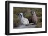 Chile, Andes Mountains, Tara Salt Lake. Close Up of Llamas Resting-Mallorie Ostrowitz-Framed Photographic Print