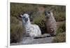 Chile, Andes Mountains, Tara Salt Lake. Close Up of Llamas Resting-Mallorie Ostrowitz-Framed Photographic Print