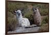 Chile, Andes Mountains, Tara Salt Lake. Close Up of Llamas Resting-Mallorie Ostrowitz-Framed Photographic Print