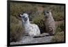 Chile, Andes Mountains, Tara Salt Lake. Close Up of Llamas Resting-Mallorie Ostrowitz-Framed Photographic Print