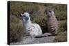 Chile, Andes Mountains, Tara Salt Lake. Close Up of Llamas Resting-Mallorie Ostrowitz-Stretched Canvas