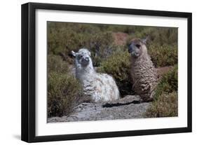 Chile, Andes Mountains, Tara Salt Lake. Close Up of Llamas Resting-Mallorie Ostrowitz-Framed Photographic Print