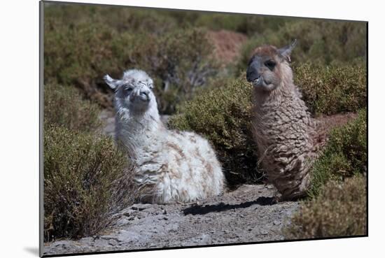 Chile, Andes Mountains, Tara Salt Lake. Close Up of Llamas Resting-Mallorie Ostrowitz-Mounted Photographic Print