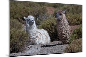 Chile, Andes Mountains, Tara Salt Lake. Close Up of Llamas Resting-Mallorie Ostrowitz-Mounted Photographic Print