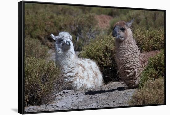 Chile, Andes Mountains, Tara Salt Lake. Close Up of Llamas Resting-Mallorie Ostrowitz-Framed Stretched Canvas