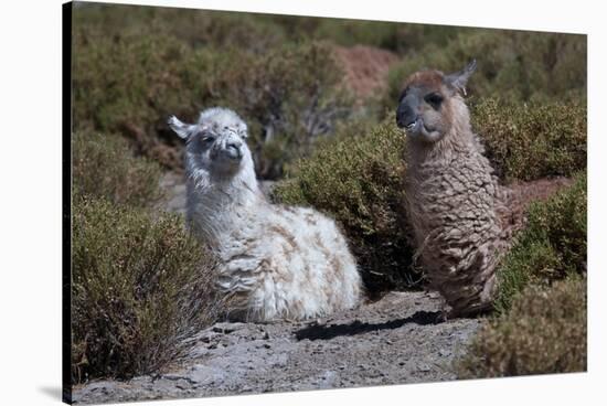 Chile, Andes Mountains, Tara Salt Lake. Close Up of Llamas Resting-Mallorie Ostrowitz-Stretched Canvas