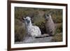 Chile, Andes Mountains, Tara Salt Lake. Close Up of Llamas Resting-Mallorie Ostrowitz-Framed Photographic Print