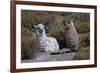 Chile, Andes Mountains, Tara Salt Lake. Close Up of Llamas Resting-Mallorie Ostrowitz-Framed Photographic Print