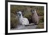 Chile, Andes Mountains, Tara Salt Lake. Close Up of Llamas Resting-Mallorie Ostrowitz-Framed Photographic Print