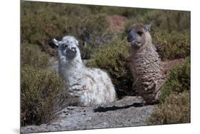 Chile, Andes Mountains, Tara Salt Lake. Close Up of Llamas Resting-Mallorie Ostrowitz-Mounted Photographic Print