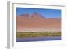 Chile, Atacama Desert, Lagoon with Flamingos by the Paso Jama-Walter Bibikow-Framed Photographic Print