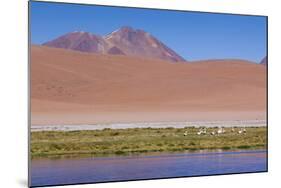 Chile, Atacama Desert, Lagoon with Flamingos by the Paso Jama-Walter Bibikow-Mounted Photographic Print