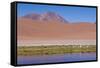 Chile, Atacama Desert, Lagoon with Flamingos by the Paso Jama-Walter Bibikow-Framed Stretched Canvas