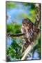 Chile, Aysen, Baker River Valley. Austral Pygmy Owl locally called Chunco.-Fredrik Norrsell-Mounted Photographic Print