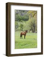 Chile, Aysen, Cerro Castillo. Horse in pasture.-Fredrik Norrsell-Framed Photographic Print