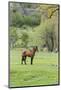 Chile, Aysen, Cerro Castillo. Horse in pasture.-Fredrik Norrsell-Mounted Photographic Print
