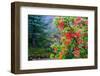 Chile, Aysen. Chilean firetree in bloom. Locally called Notro.-Fredrik Norrsell-Framed Photographic Print