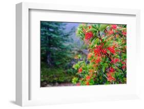 Chile, Aysen. Chilean firetree in bloom. Locally called Notro.-Fredrik Norrsell-Framed Photographic Print