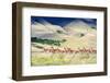 Chile, Aysen, Patagonia National Park, Valle Chacabuco. Herd of Guanaco.-Fredrik Norrsell-Framed Photographic Print