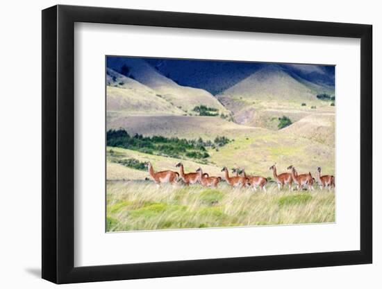 Chile, Aysen, Patagonia National Park, Valle Chacabuco. Herd of Guanaco.-Fredrik Norrsell-Framed Photographic Print