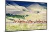 Chile, Aysen, Patagonia National Park, Valle Chacabuco. Herd of Guanaco.-Fredrik Norrsell-Mounted Photographic Print