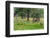 Chile, Aysen, Rio Baker. Old wooden wagon wheels.-Fredrik Norrsell-Framed Photographic Print