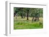 Chile, Aysen, Rio Baker. Old wooden wagon wheels.-Fredrik Norrsell-Framed Photographic Print