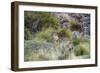 Chile, Aysen, Valle Chacabuco. Fuegian Fox in Patagonia Park.-Fredrik Norrsell-Framed Photographic Print