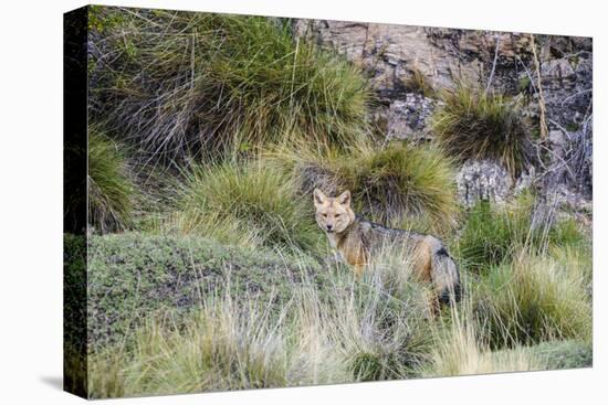 Chile, Aysen, Valle Chacabuco. Fuegian Fox in Patagonia Park.-Fredrik Norrsell-Stretched Canvas