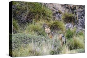 Chile, Aysen, Valle Chacabuco. Fuegian Fox in Patagonia Park.-Fredrik Norrsell-Stretched Canvas