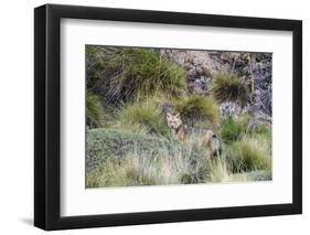 Chile, Aysen, Valle Chacabuco. Fuegian Fox in Patagonia Park.-Fredrik Norrsell-Framed Photographic Print