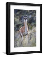 Chile, Aysen, Valle Chacabuco. Guanaco in Patagonia Park.-Fredrik Norrsell-Framed Photographic Print